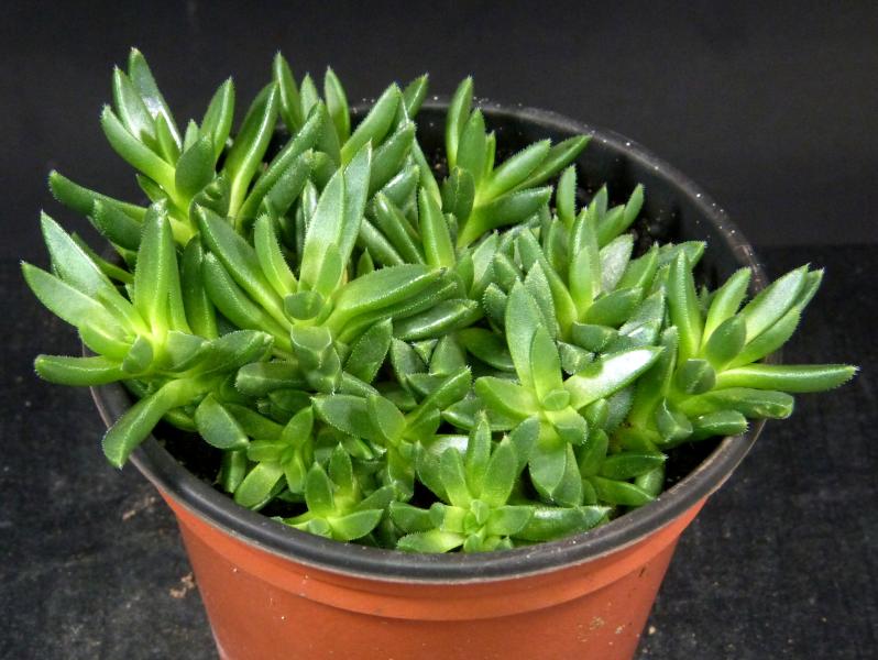 Sales plant (sample)